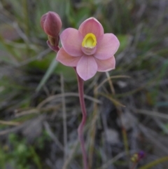 Thelymitra carnea at Yass River, NSW - suppressed