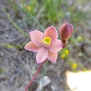 Thelymitra carnea at Yass River, NSW - suppressed