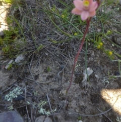 Thelymitra carnea at Yass River, NSW - suppressed