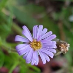 Vittadinia muelleri (Narrow-leafed New Holland Daisy) at Mulanggari Grasslands - 7 Oct 2020 by trevorpreston