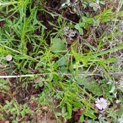 Vittadinia muelleri at Palmerston, ACT - 7 Oct 2020