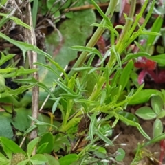 Vittadinia muelleri at Palmerston, ACT - 7 Oct 2020