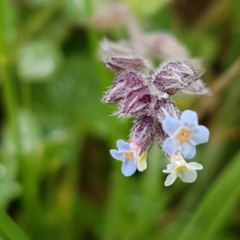 Myosotis discolor (Forget-me-not) at Mulanggari Grasslands - 7 Oct 2020 by tpreston