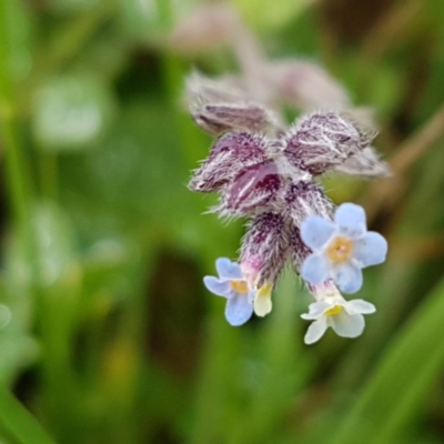 Myosotis discolor (Forget-me-not) at Mulanggari Grasslands - 7 Oct 2020 by trevorpreston