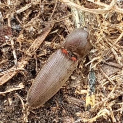 Monocrepidius (genus) (Click beetle) at Gungahlin, ACT - 7 Oct 2020 by trevorpreston