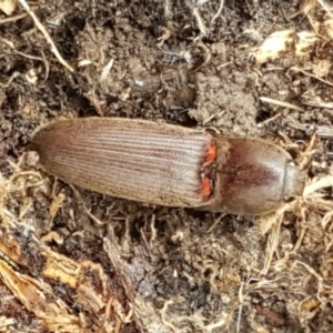 Monocrepidus sp. (genus) at Gungahlin, ACT - 7 Oct 2020