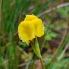 Goodenia pinnatifida (Scrambled Eggs) at Mulanggari Grasslands - 7 Oct 2020 by trevorpreston