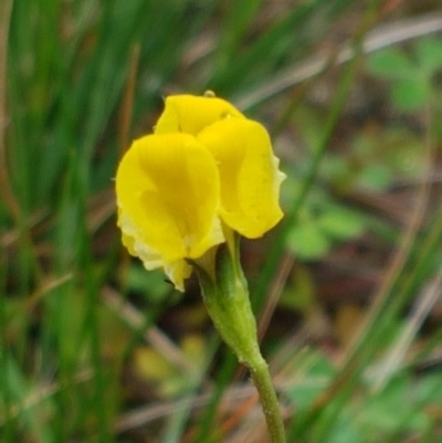 Goodenia pinnatifida (Scrambled Eggs) at Franklin, ACT - 7 Oct 2020 by trevorpreston