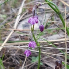 Arthropodium minus (Small Vanilla Lily) at Mulanggari Grasslands - 7 Oct 2020 by trevorpreston