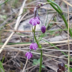 Arthropodium minus at Franklin, ACT - 7 Oct 2020 02:00 PM