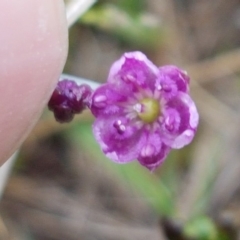 Arthropodium minus at Franklin, ACT - 7 Oct 2020 02:00 PM