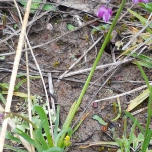 Arthropodium minus at Franklin, ACT - 7 Oct 2020 02:00 PM