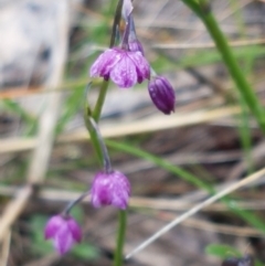 Arthropodium minus at Franklin, ACT - 7 Oct 2020