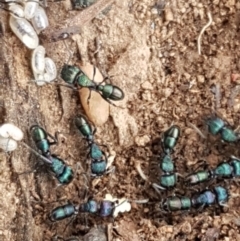 Rhytidoponera metallica (Greenhead ant) at Mulanggari Grasslands - 7 Oct 2020 by trevorpreston