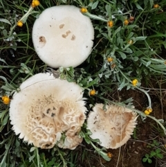 zz agaric (stem; gills white/cream) at Mulanggari Grasslands - 7 Oct 2020 by tpreston