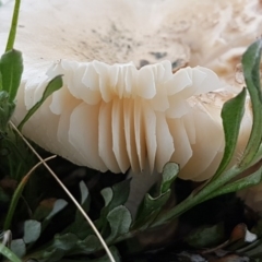 zz agaric (stem; gills white/cream) at Franklin, ACT - 7 Oct 2020