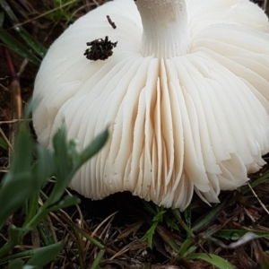 zz agaric (stem; gills white/cream) at Franklin, ACT - 7 Oct 2020