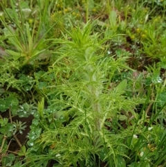 Carthamus lanatus (Saffron Thistle) at Palmerston, ACT - 7 Oct 2020 by trevorpreston