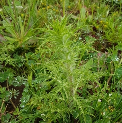 Carthamus lanatus (Saffron Thistle) at Palmerston, ACT - 7 Oct 2020 by trevorpreston