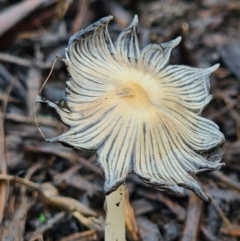 Coprinellus etc. (An Inkcap) at Molonglo Valley, ACT - 4 Oct 2020 by AaronClausen
