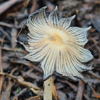 Coprinellus etc. (An Inkcap) at Molonglo Valley, ACT - 4 Oct 2020 by AaronClausen