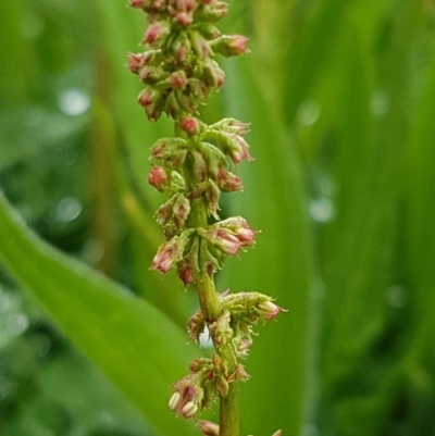 Rumex sp. (A Dock) at Mulanggari Grasslands - 7 Oct 2020 by tpreston