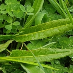 Rumex sp. at Palmerston, ACT - 7 Oct 2020