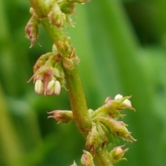 Rumex sp. at Palmerston, ACT - 7 Oct 2020 02:13 PM