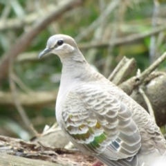 Phaps chalcoptera (Common Bronzewing) at Bermagui, NSW - 20 Sep 2020 by JackieLambert