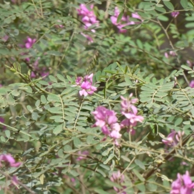 Indigofera australis subsp. australis (Australian Indigo) at Murrah, NSW - 30 Sep 2020 by JackieLambert