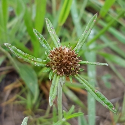 Euchiton involucratus (Star Cudweed) at Franklin, ACT - 7 Oct 2020 by tpreston