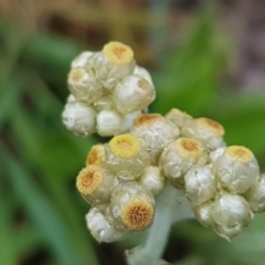 Pseudognaphalium luteoalbum (Jersey Cudweed) at Mulanggari Grasslands - 7 Oct 2020 by trevorpreston