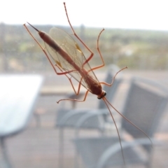 Ichneumonidae (family) (Unidentified ichneumon wasp) at Yass River, NSW - 6 Oct 2020 by SenexRugosus