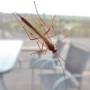 Ichneumonidae (family) at Yass River, NSW - 6 Oct 2020