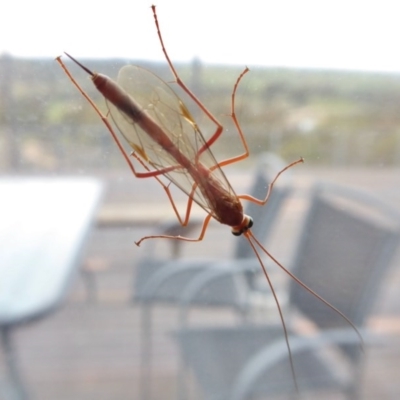 Ichneumonidae (family) (Unidentified ichneumon wasp) at Yass River, NSW - 6 Oct 2020 by SenexRugosus