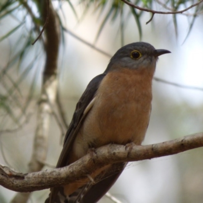 Cacomantis flabelliformis (Fan-tailed Cuckoo) at Murrah, NSW - 30 Sep 2020 by JackieLambert