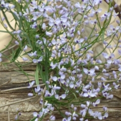 Comesperma volubile (Love Creeper) at Murrah Flora Reserve - 30 Sep 2020 by JackieLambert