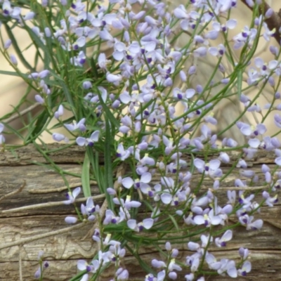 Comesperma volubile (Love Creeper) at Murrah Flora Reserve - 30 Sep 2020 by JackieLambert