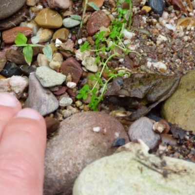 Unidentified Frog at Murrah, NSW - 30 Sep 2020 by Jackie Lambert