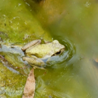 Unidentified Frog at Murrah, NSW - 30 Sep 2020 by Jackie Lambert
