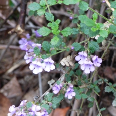 Prostanthera incisa (Cut-leaf Mint-bush) at Murrah, NSW - 30 Sep 2020 by JackieLambert