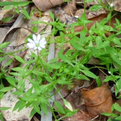 Stellaria flaccida (Forest Starwort) at Murrah, NSW - 30 Sep 2020 by JackieLambert