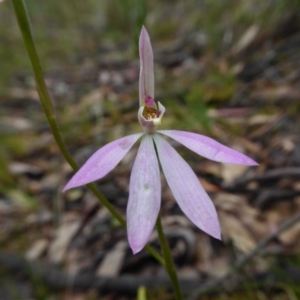 Caladenia carnea at Yass River, NSW - 6 Oct 2020