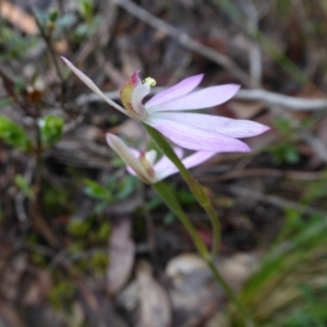 Caladenia carnea at Yass River, NSW - 6 Oct 2020