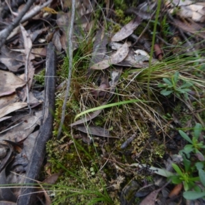 Caladenia carnea at Yass River, NSW - 6 Oct 2020