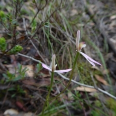 Caladenia carnea at Yass River, NSW - 6 Oct 2020