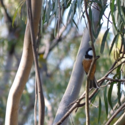 Pachycephala rufiventris (Rufous Whistler) at Mogilla, NSW - 2 Oct 2020 by JackieLambert