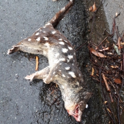 Dasyurus maculatus ssp. maculatus (Spotted-tailed Quoll) at Buckenbowra, NSW - 7 Oct 2020 by PaulMartin