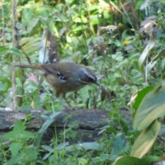 Sericornis frontalis (White-browed Scrubwren) at Mogilla, NSW - 2 Oct 2020 by JackieLambert