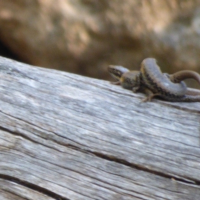 Eulamprus heatwolei (Yellow-bellied Water Skink) at Mogilla, NSW - 2 Oct 2020 by JackieLambert